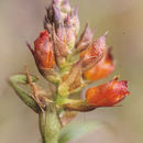 Image of Elleanthus aurantiacus (Lindl.) Rchb. fil.