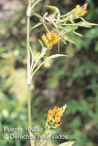 Image of Elleanthus aurantiacus (Lindl.) Rchb. fil.