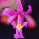 Image de Epidendrum flexuosum G. Mey.