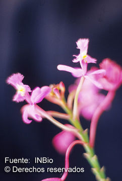 Image of Epidendrum flexuosum G. Mey.