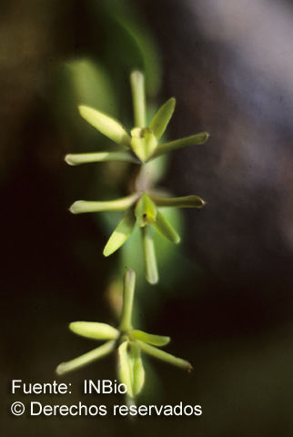 Image of Epidendrum isomerum Schltr.