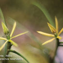 Image of Epidendrum isomerum Schltr.