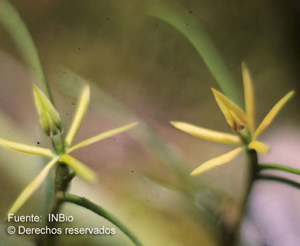 Image of Epidendrum isomerum Schltr.