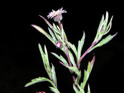 Image of Equisetopsida