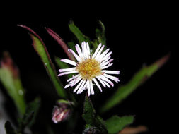 Image of Equisetopsida
