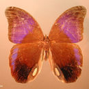 Image of Eryphanis aesacus buboculus Butler 1872