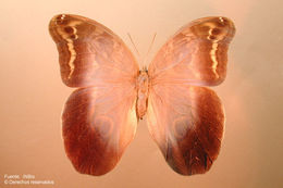 Plancia ëd Eryphanis aesacus buboculus Butler 1872