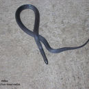 Image of Colombian Earth Snake