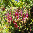 Imagem de Fuchsia splendens Zucc.