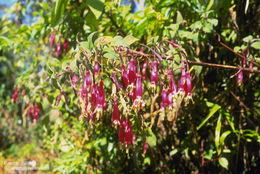 Imagem de Fuchsia splendens Zucc.