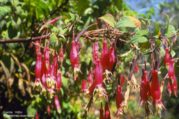 Image of Splendid Fuchsia