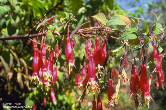 Imagem de Fuchsia splendens Zucc.