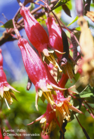 Imagem de Fuchsia splendens Zucc.