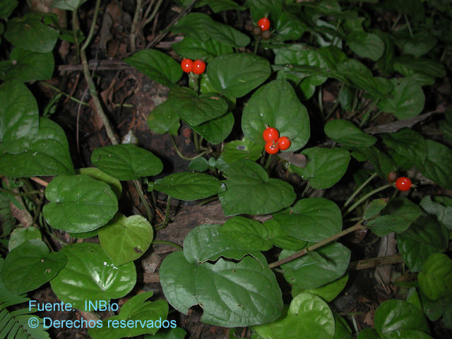 Image de Geophila