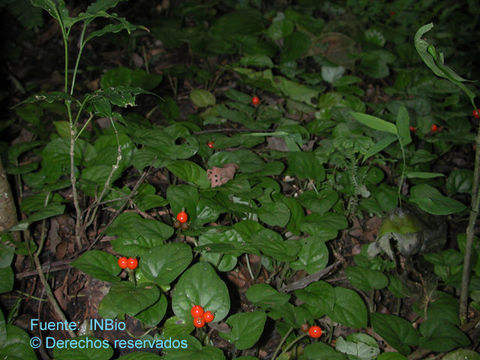 Geophila repens (L.) I. M. Johnst. resmi