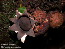 Imagem de Geastrum albonigrum Calonge & M. Mata 2004