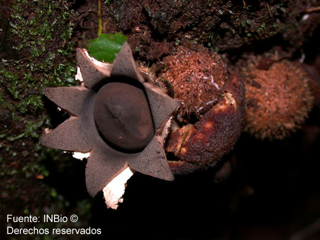 Image of Geastrum albonigrum Calonge & M. Mata 2004