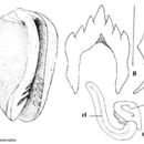 Image of Gibberula ubitaensis Espinosa & Ortea 2000