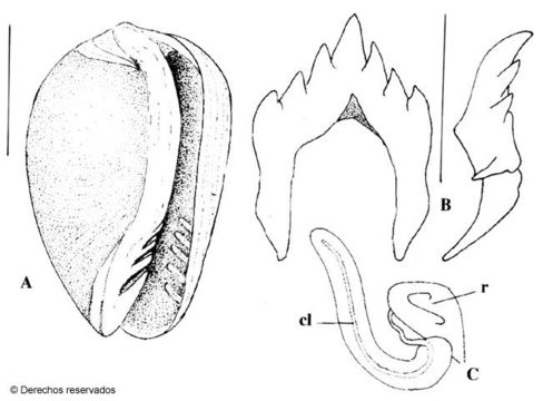 Imagem de Gibberula ubitaensis Espinosa & Ortea 2000