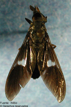 Слика од Hemichrysops fascipennis Krober 1930