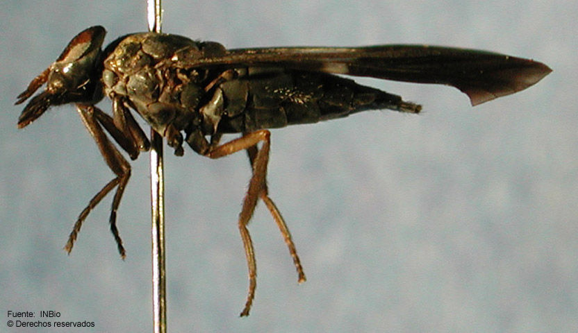 Image of Hemichrysops