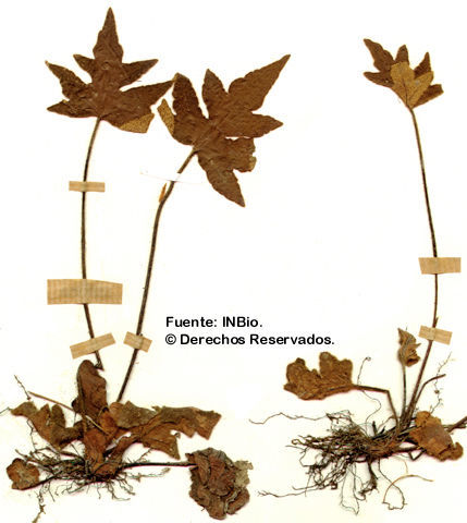 Imagem de Hemionitis pinnatifida Bak.