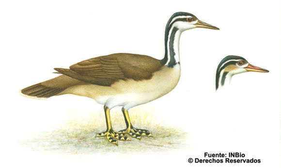 Image of Heliornis Bonnaterre 1791