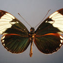 Imagem de Heliconius cydno galanthus Bates 1864