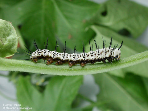 Image of Zebra Longwing