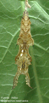 Image of Zebra Longwing