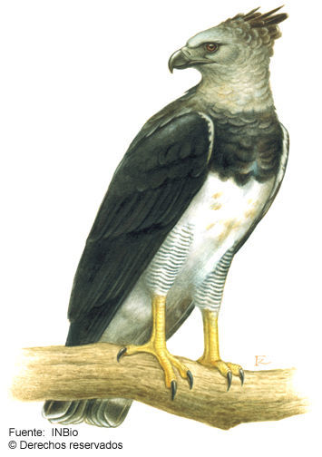 Image of Harpia Vieillot 1816