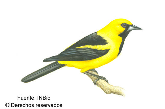 Imagem de Icterus mesomelas (Wagler 1829)