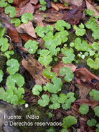 Image de Hydrocotyle mexicana Cham. & Schltdl.