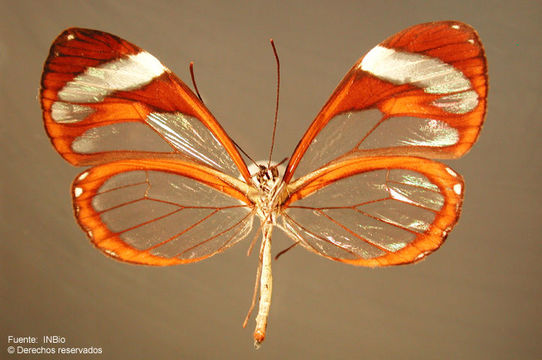 Image of Ithomia patilla Hewitson 1852