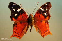 Image of Hypanartia kefersteini Doubleday (1847)