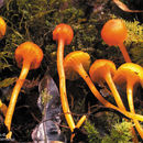 Image de Hygrocybe cantharellus (Fr.) Murrill 1911