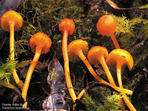 Image de Hygrocybe cantharellus (Fr.) Murrill 1911