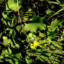 Image of yellow velvetleaf