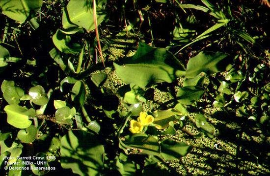 Image of velvetleaf