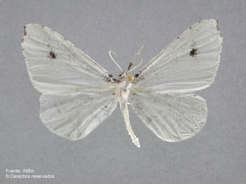 Image de Macrosoma albida Schaus 1901