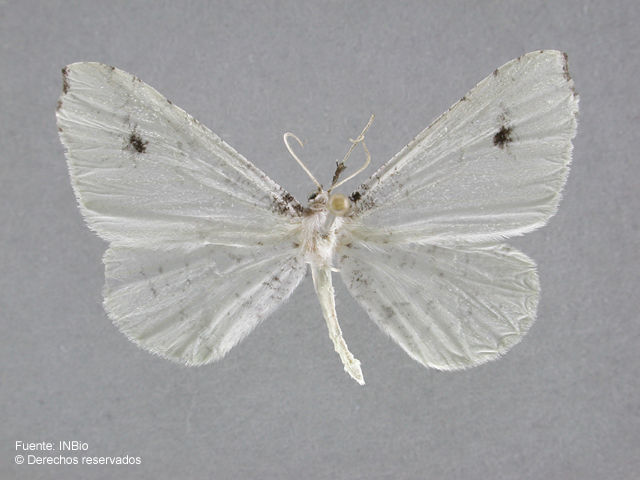 Image of Macrosoma albida Schaus 1901
