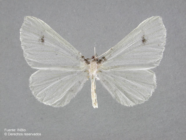 Слика од Macrosoma albida Schaus 1901