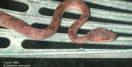 Image of cat-eyed snakes