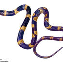 Image of Black-banded Cat-eyed Snake