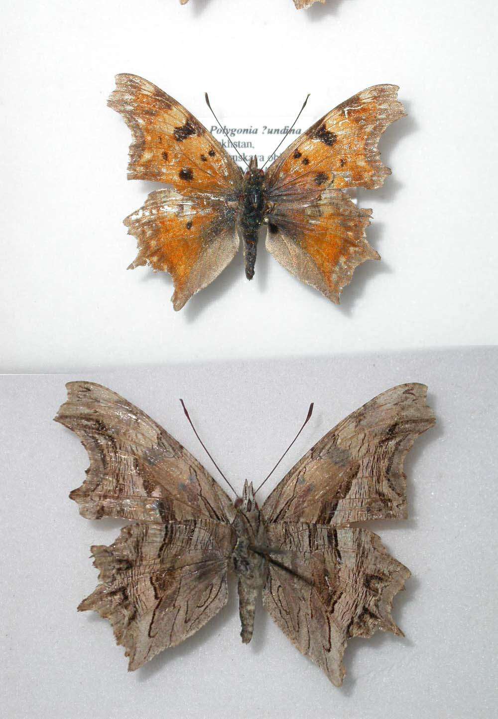 Image of Polygonia undina