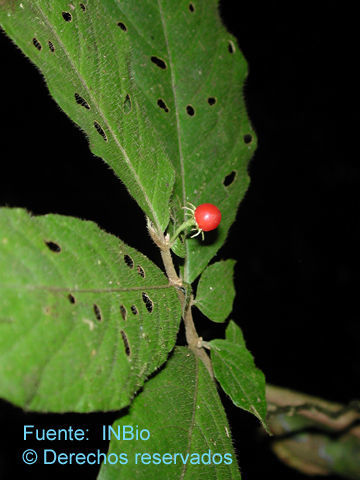 Image of Lycianthes amatitlanensis (Coulter & J. D. Smith) Bitter