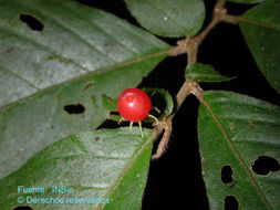 Image de Lycianthes amatitlanensis (Coulter & J. D. Smith) Bitter