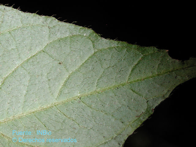 Image de Lycianthes amatitlanensis (Coulter & J. D. Smith) Bitter