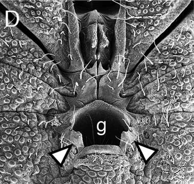 Image of Metasiro