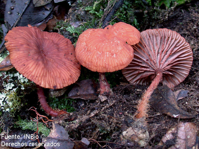 Image of Lactarius rimosellus Peck 1906